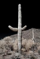 Desert Saguaro
