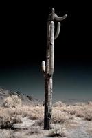 saguaros del desierto a la luz de la luna foto