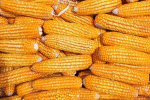 Dried corn photo