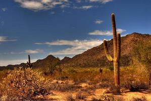 saguaro del desierto
