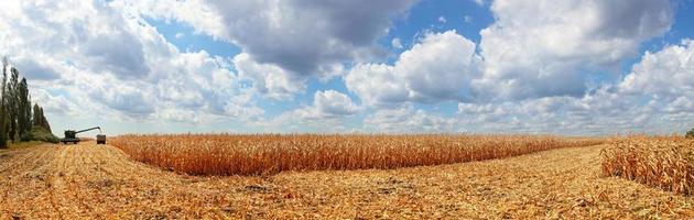 corn field photo