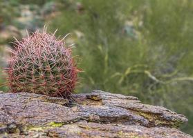 desertcactus
