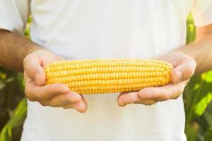 Farmer holding corn maize cob