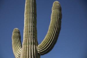 brazos de cactus saguaro contra el cielo azul
