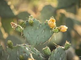 flor de cactus amarillo foto