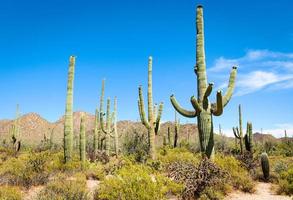 parque nacional saguaro foto