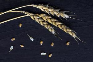 Wheat ears and seed on dark  wood photo
