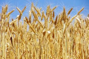 Ripe spikes of wheat photo