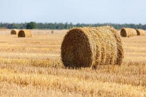 Harvested hilly wheat field with straw bale