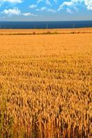Wheat crop before harvesting the crop photo