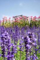 purple salvia flowers photo
