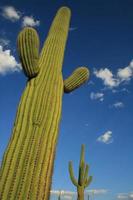 imponente cactus saguaro foto