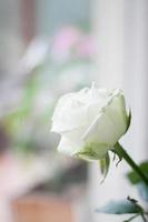 tender lovely white roses