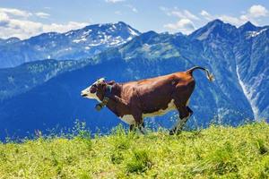 vaca corriendo en los Alpes franceses foto