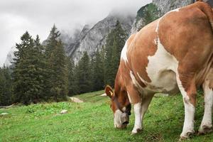 vaca pastando en las montañas foto
