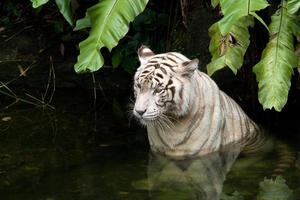 tigre blanco en agua foto