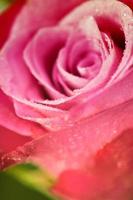 rosas rosadas foto
