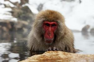 monos de nieve en Japón foto
