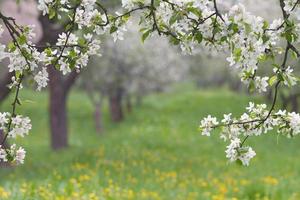 Spring Orchard. photo