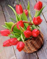 tulipanes de primavera