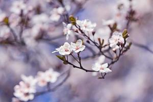 Blossom, spring photo