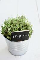 Thyme herb in a planter with chalkboard photo