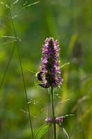 Bee on a purple betony (Stachys officinalis)