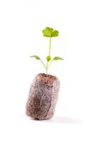 Young sprout in peat tablet, celery plant photo