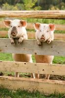 Two pigs photo