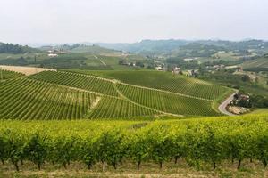 Landscape in Langhe (Piedmont) photo