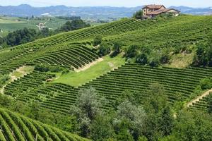 Summer landscape in Langhe (Italy) photo