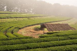 The hut in green tea field with morning fog photo