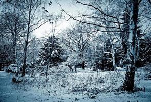 winter scene photo