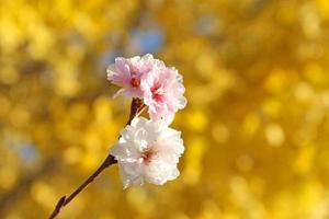 flores de cerezo de invierno foto
