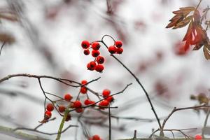 Red winter berries photo