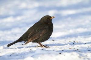 Blackbird in winter photo