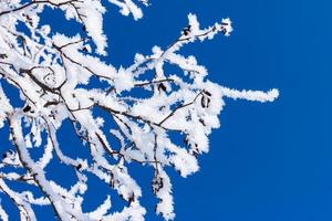 árbol de invierno de nieve