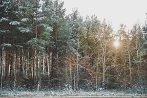 Winter fir forest