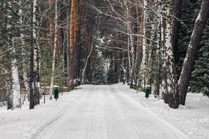 Winter in Polenovo park photo