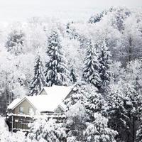 bosque de invierno con nieve
