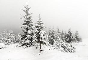 bosque nebuloso en invierno
