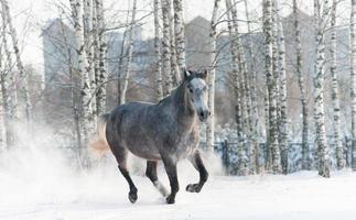 gray horse running in winter photo