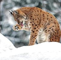Beautiful wild lynx in winter photo