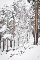 russian winter forest in snow photo