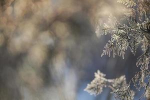 marco de invierno .frozen rama de árbol foto