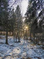 spruce forest in winter photo