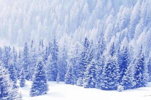 Winter forest in mountains photo