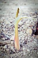 pequeño banano que crece en tierra seca foto