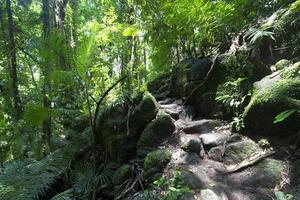 selva tropical en el parque nacional mossman gorge daintree