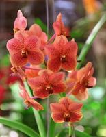 red orchid flowers photo